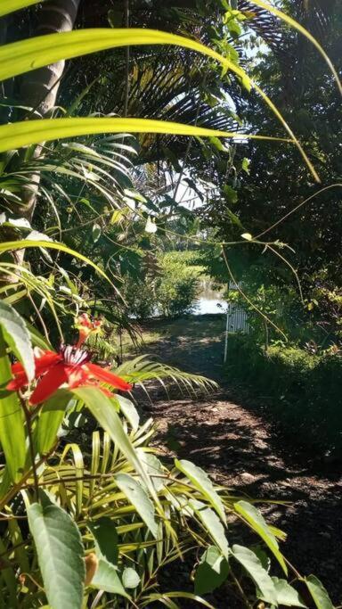 Villa Casa Flor De Annia ~ Cozy 2 Bdrm On The River Sierpe ~ Walkable To Town Extérieur photo