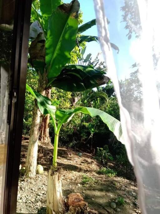 Villa Casa Flor De Annia ~ Cozy 2 Bdrm On The River Sierpe ~ Walkable To Town Extérieur photo